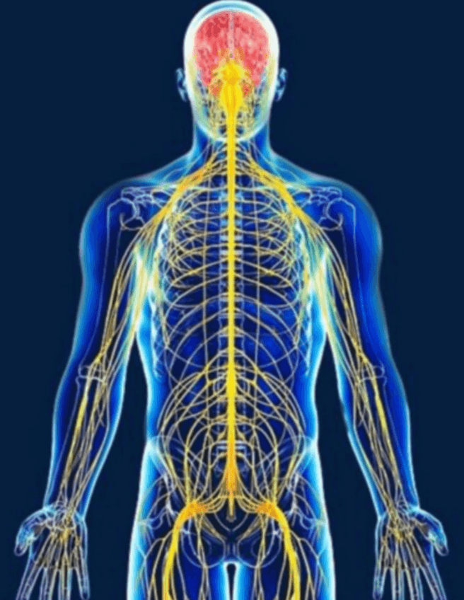 Miniatura del documento Inervacion.pdf