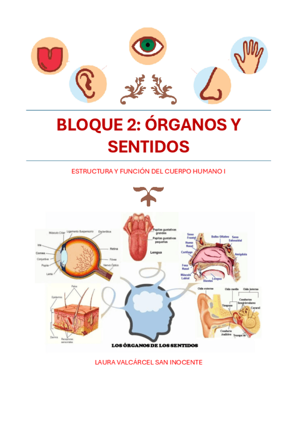 Miniatura del documento BLOQUE-2.-ORGANOS-Y-SENTIDOS.pdf