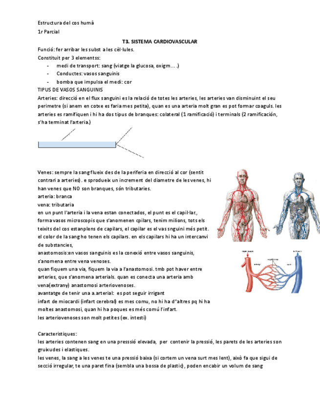 Miniatura del documento ECHSistemaCardiovascular.pdf