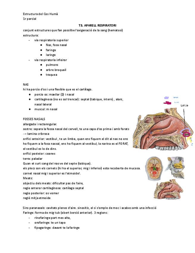Miniatura del documento ECHAparellRespiratori.pdf