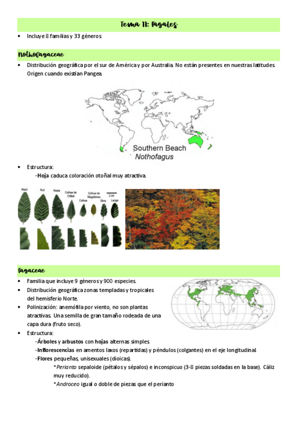 Miniatura del documento Tema-11-Fagales.pdf