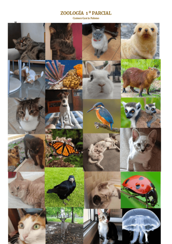 Miniatura del documento zoo-primer-parcial.pdf