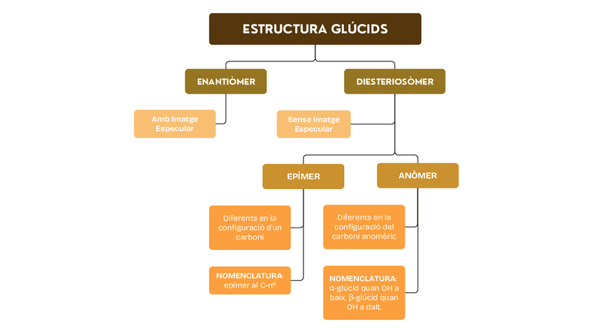 Miniatura del documento Estructures-dels-monosacarids-Bioquimica.pdf