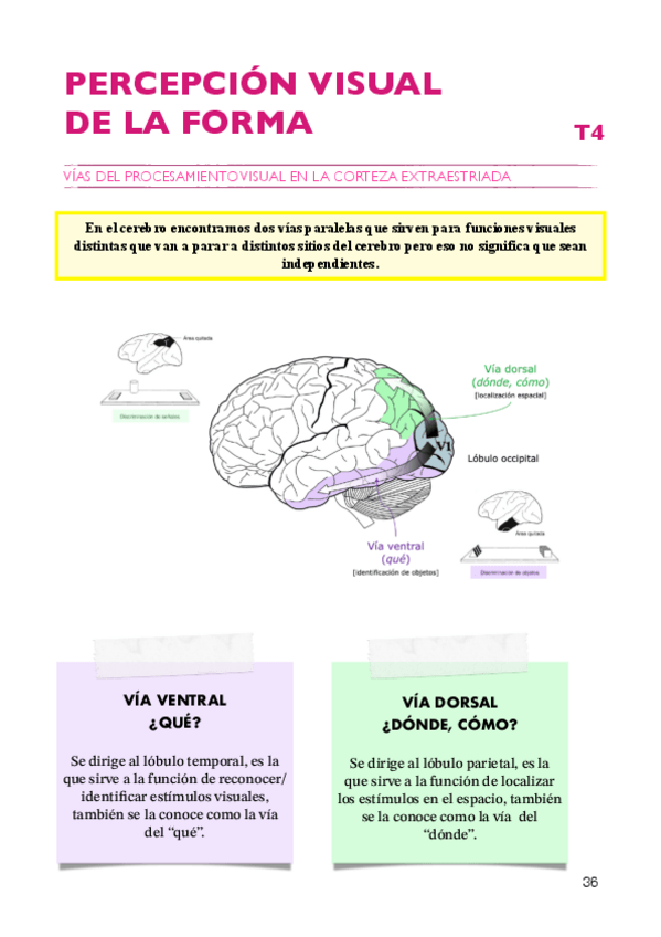 Miniatura del documento Percepción y atención apuntes T4 2024/2025.pdf