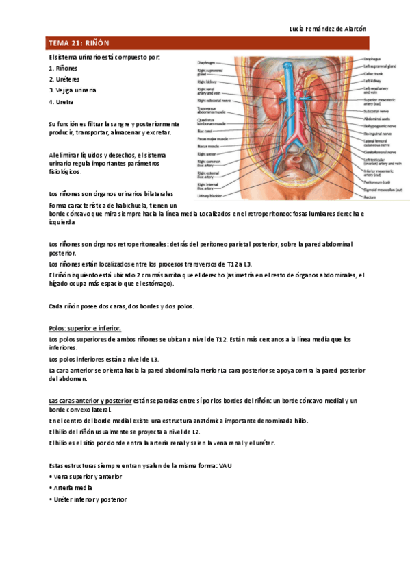 Miniatura del documento tema-21-y-22-ANAT-DRURE.pdf