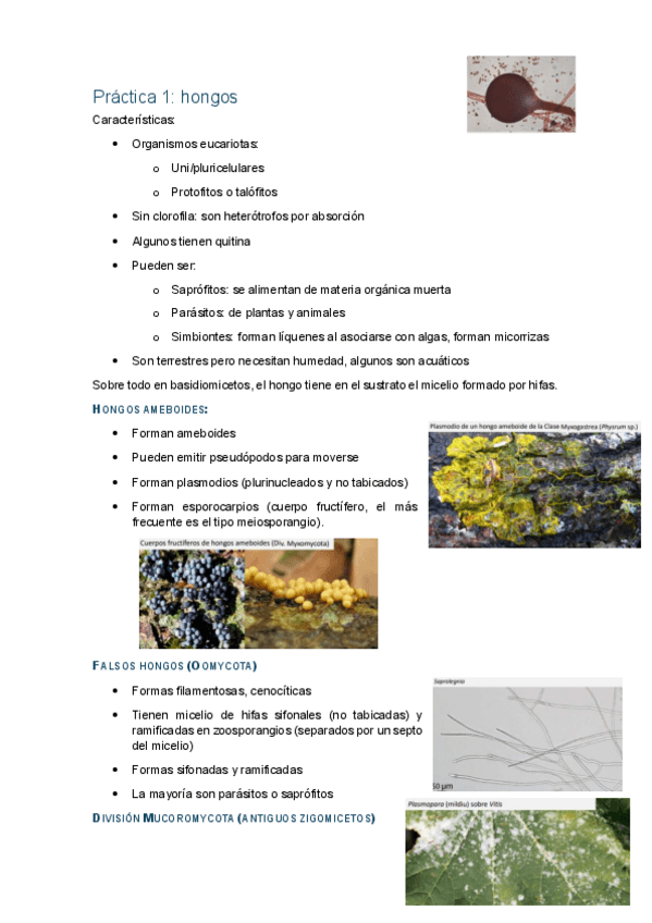 Miniatura del documento Primera-parte-practicas-botanica.pdf