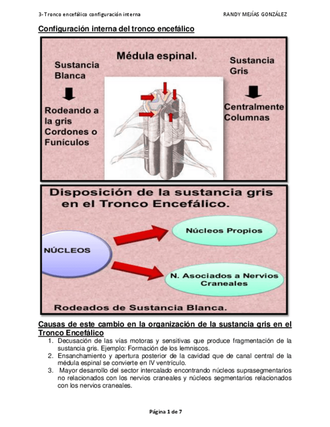 Miniatura del documento 3-TRONCO-ENCEFALICO-CONFIGURACION-INTERNA.pdf