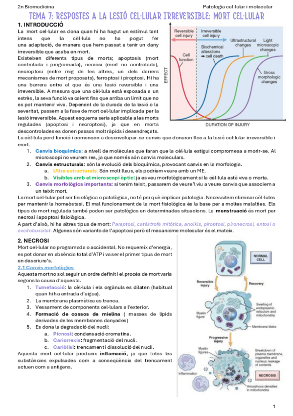 Miniatura del documento T7-Respostes-a-la-lesio-cellular-irreversible-mort-cellular.pdf