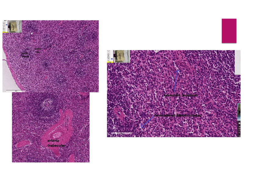 Miniatura del documento atlas-histo-especial-parte-2.pdf