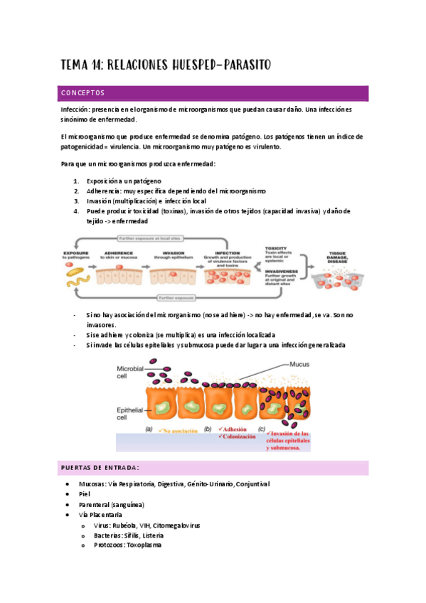 Miniatura del documento APUNTES-SEGUNDO-PARCIAL-MICRO.pdf