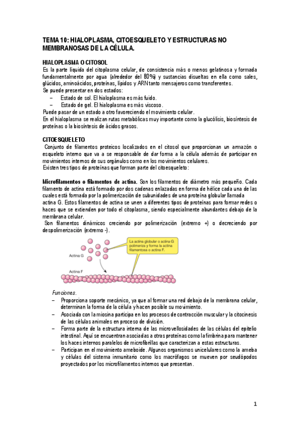 Miniatura del documento TEMA-10-Hialoplasma-citoesqueleto-y-estructuras-no-membranosas-de-la-celula.pdf