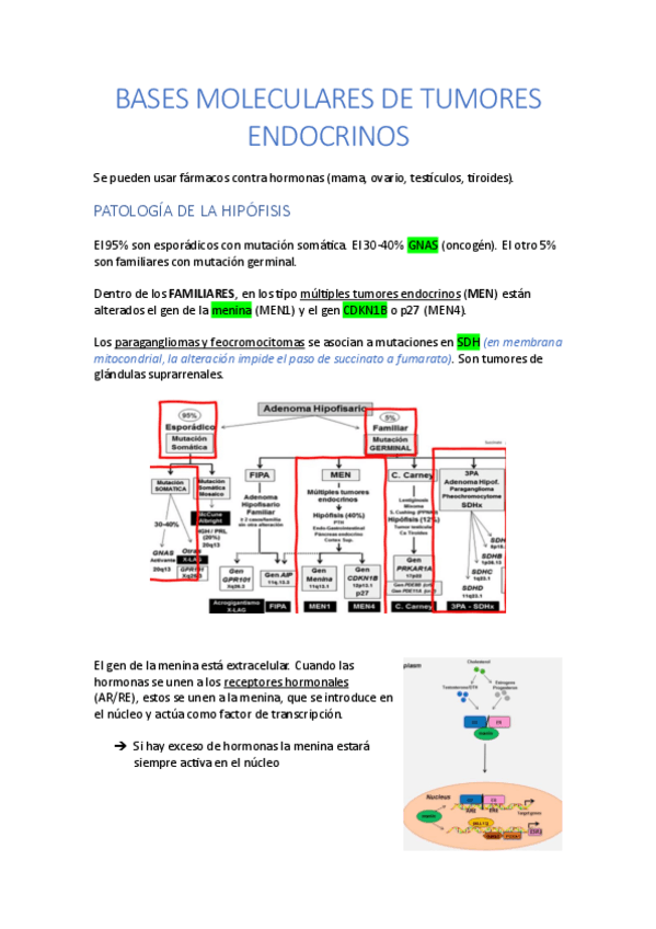 Miniatura del documento BASES-MOLECULARES-DE-TUMORES-ENDOCRINOS.pdf