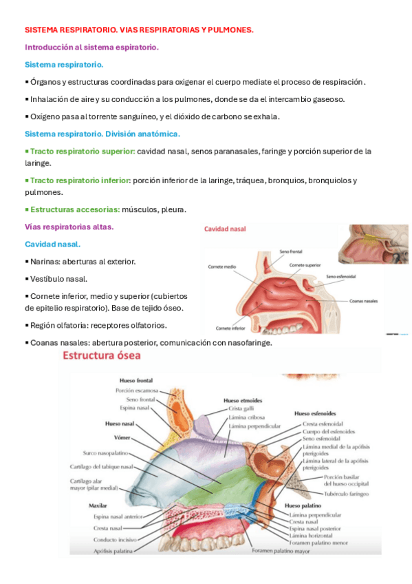 Miniatura del documento AHSISTEMA-RESPIRATORIO.pdf