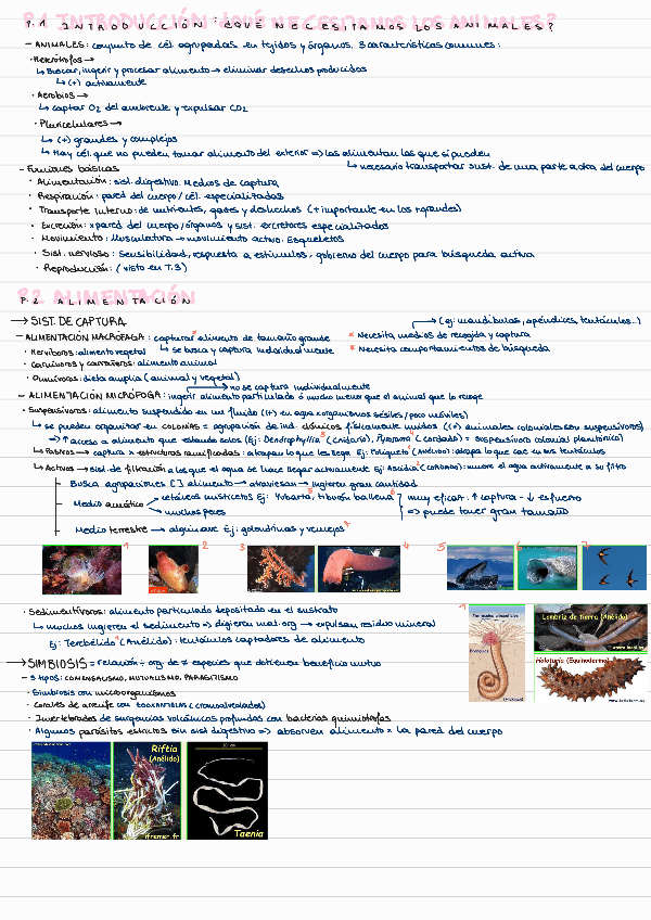 Miniatura del documento T4-ESTRUCTURA-Y-FUNCIONES-BASICAS-DE-LOS-ANIMALES.pdf