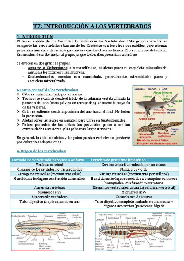 Miniatura del documento T7-VERTEBRADOS.pdf