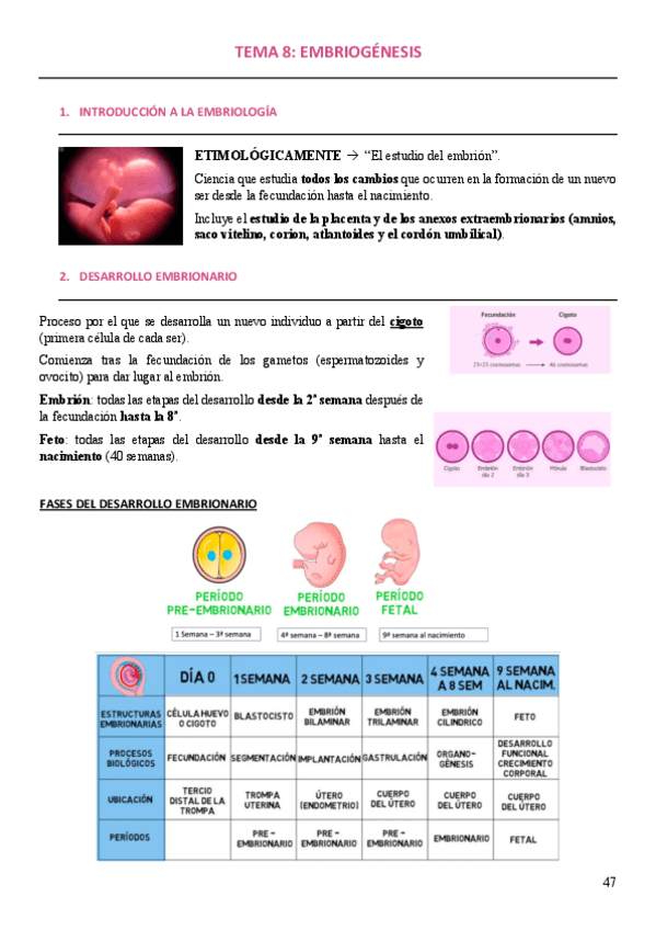 Miniatura del documento Tema-8-Embriogenesis.pdf