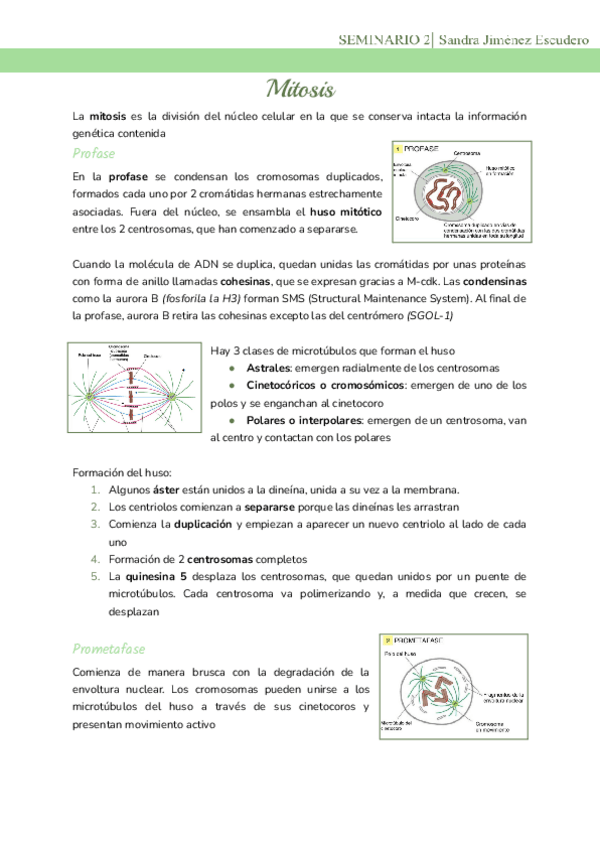 Miniatura del documento Seminario-2-Mitosis.pdf