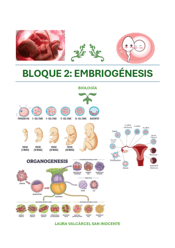Miniatura del documento BLOQUE-2.-Embriogenesis.pdf