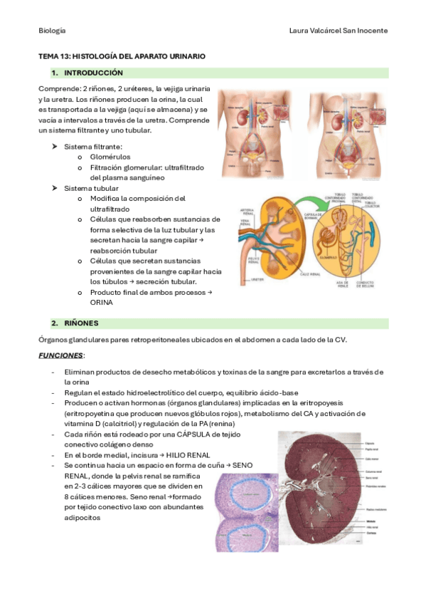 Miniatura del documento PARTE-5-HISTOLOGIA-Histologia-del-Ap-Urinario.pdf