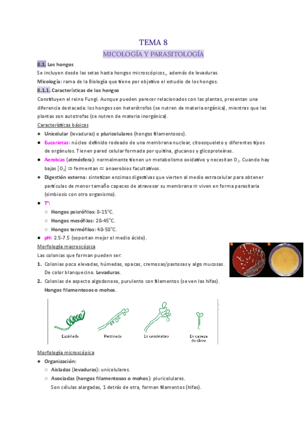Miniatura del documento T.8-Microbiología (hongos).pdf