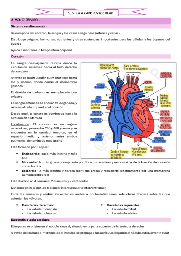 Miniatura del documento Cardio-1.-Sistema-cardiovascular.pdf