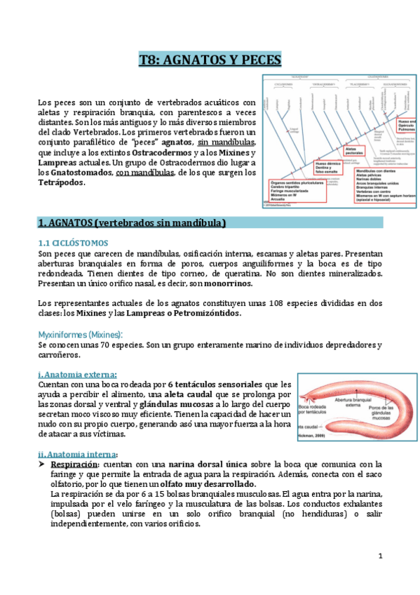 Miniatura del documento T8-AGNATOS-Y-PECES.pdf