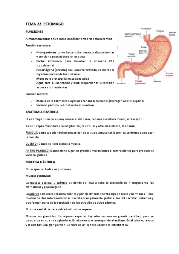 Miniatura del documento TEMA-22-COMPLETO-24-25-DIGESTIVO.pdf