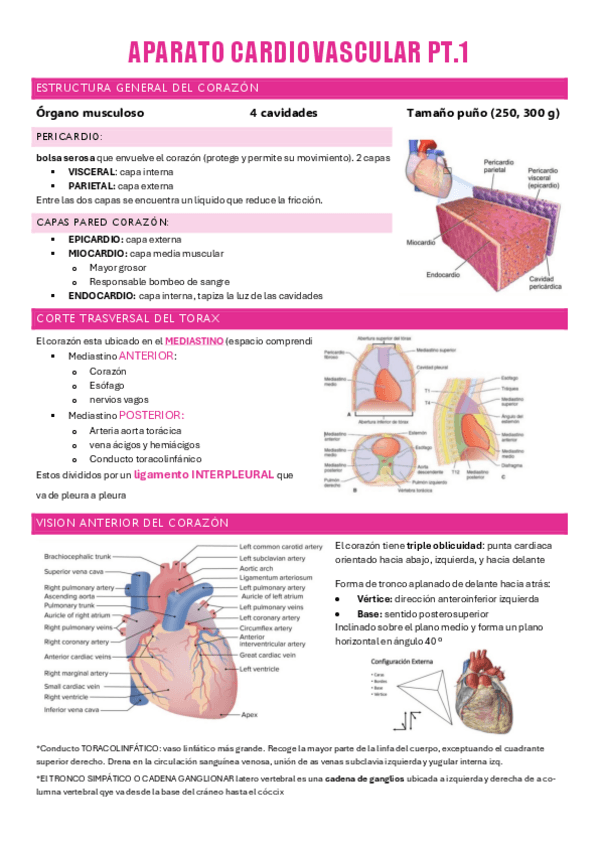 Miniatura del documento APARATO-CARDIOVASCULAR.pdf