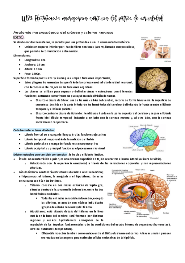 Miniatura del documento UD3-Identificacion-macroscopica-anatomica-del-patron-de-normalidad.pdf