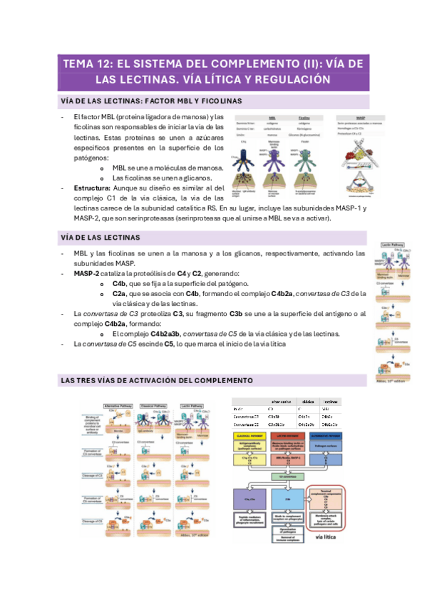 Miniatura del documento TEMA-12-EL-SISTEMA-DEL-COMPLEMENTO-II-VIA-DE-LAS-LECTINAS.-VIA-LITICA-Y-REGULACION.pdf