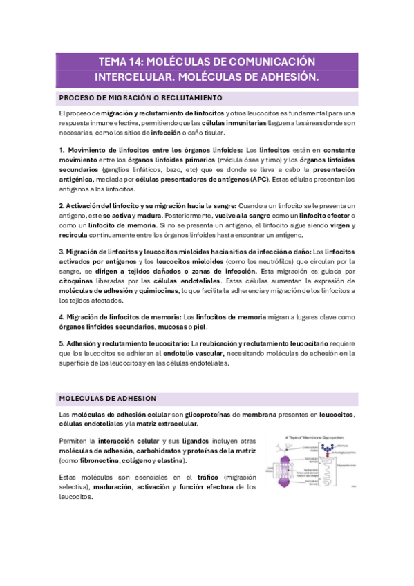 Miniatura del documento TEMA-14-MOLECULAS-DE-COMUNICACION-INTERCELULAR.-MOLECULAS-DE-ADHESION.pdf
