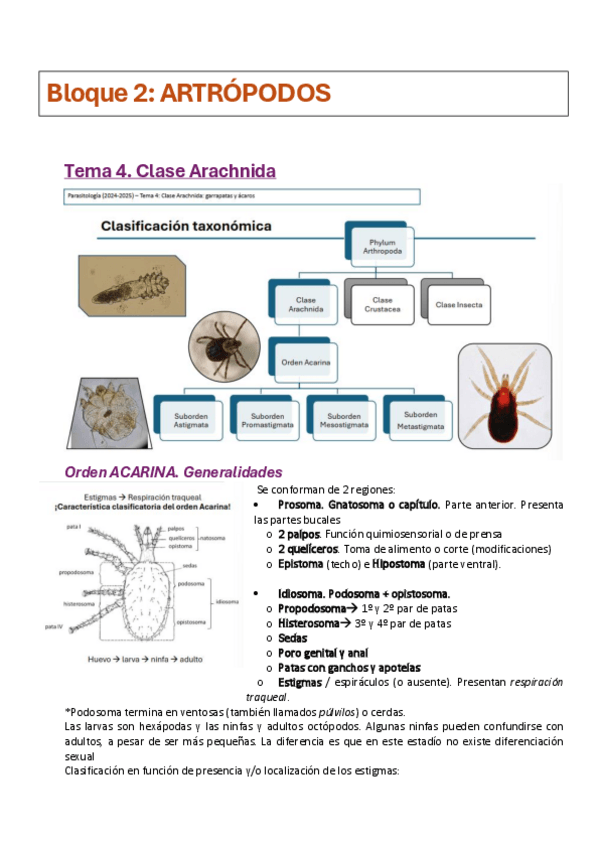 Miniatura del documento T-456-artropodos-2024.pdf