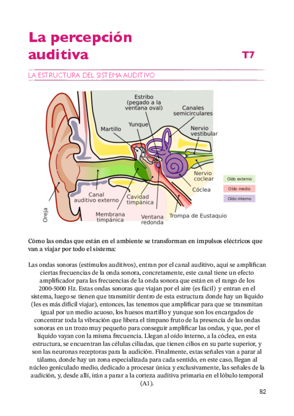 Miniatura del documento Percepción y atención apuntes T7 2024/2025.pdf