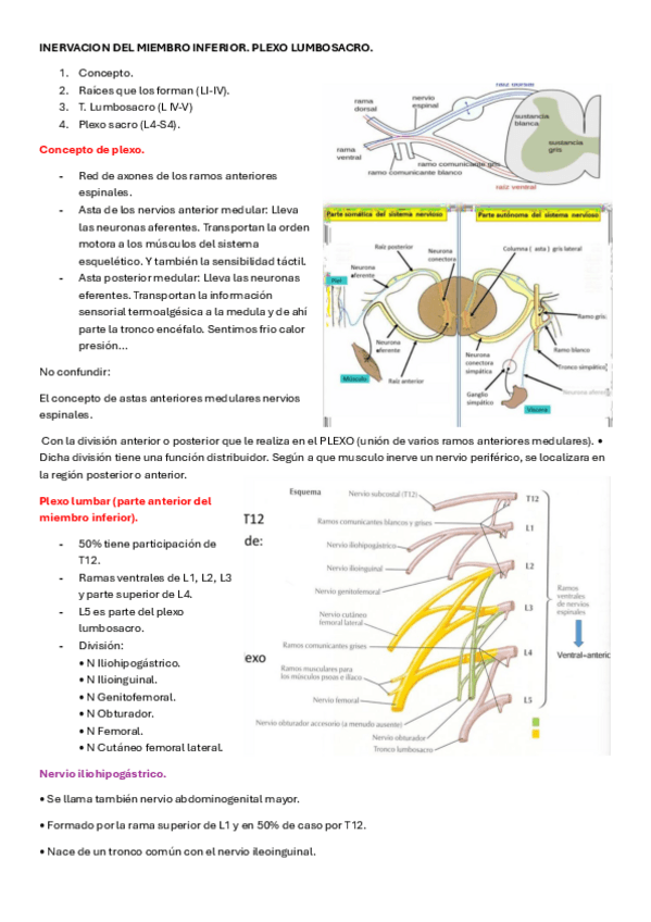 Miniatura del documento AHINERVACION-DEL-MIEMBRO-INFERIOR.pdf