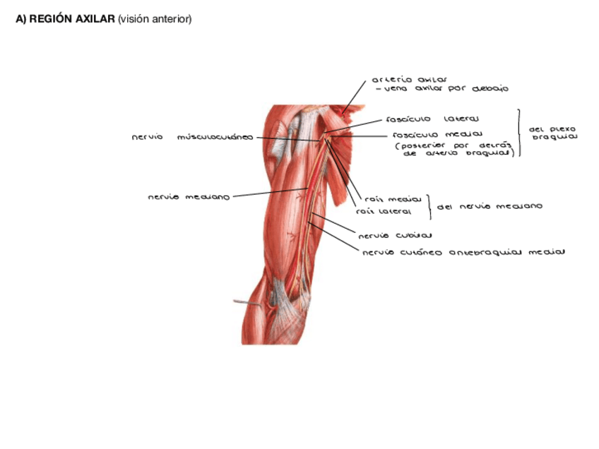 Miniatura del documento practica-5-vasculatura-e-inervacion-del-miembro-superior.pdf