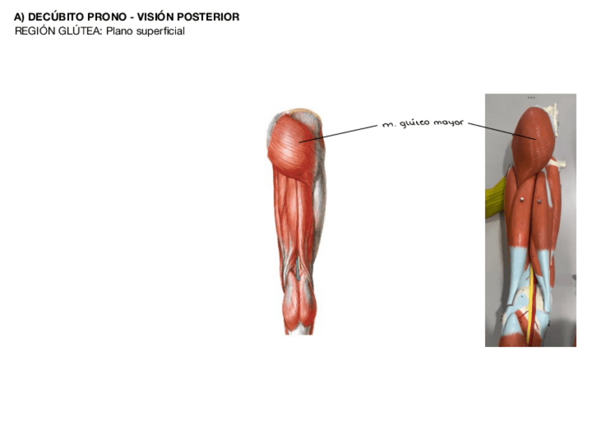 Miniatura del documento practica-8-musculatura-miembro-inferior.pdf