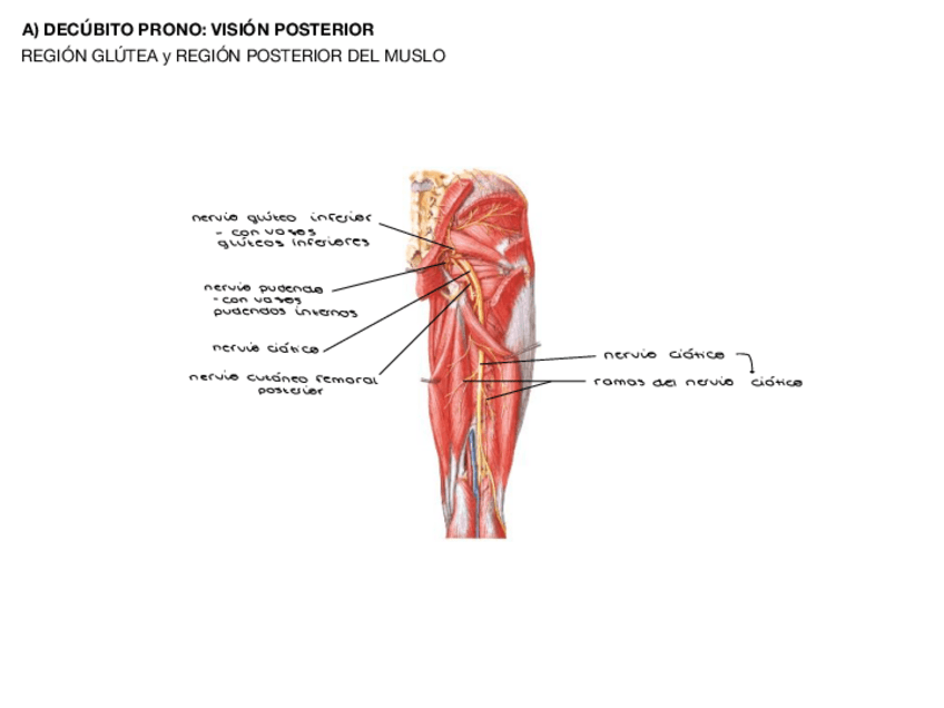 Miniatura del documento practica-9-vascularizacion-e-inervacion-miembro-inferior.pdf