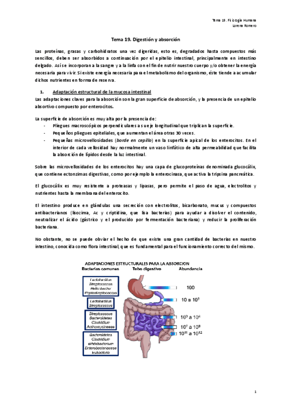 Miniatura del documento Tema-19.-Digestion-y-absorcion.pdf