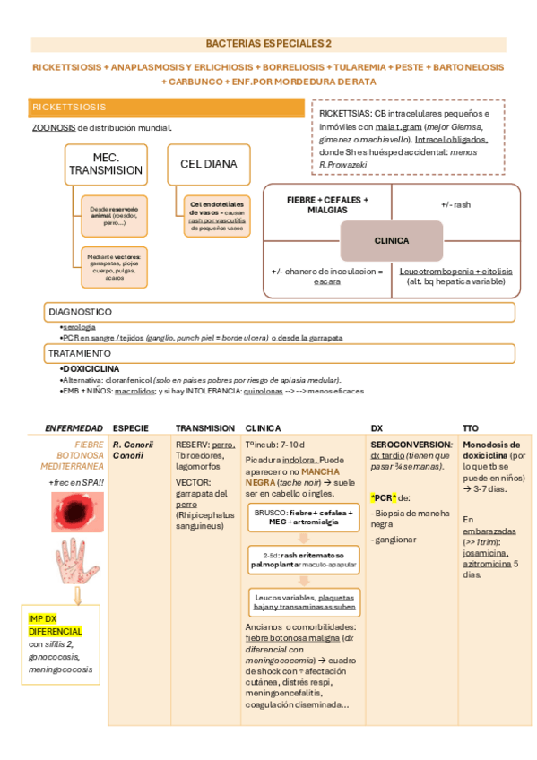 Miniatura del documento T11.-BACT-ESPECIALES-parte-2.pdf