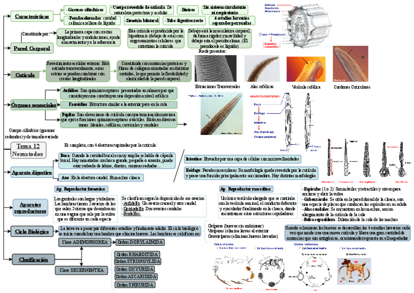 Miniatura del documento Esquema-tema-12-parasitologia.pdf