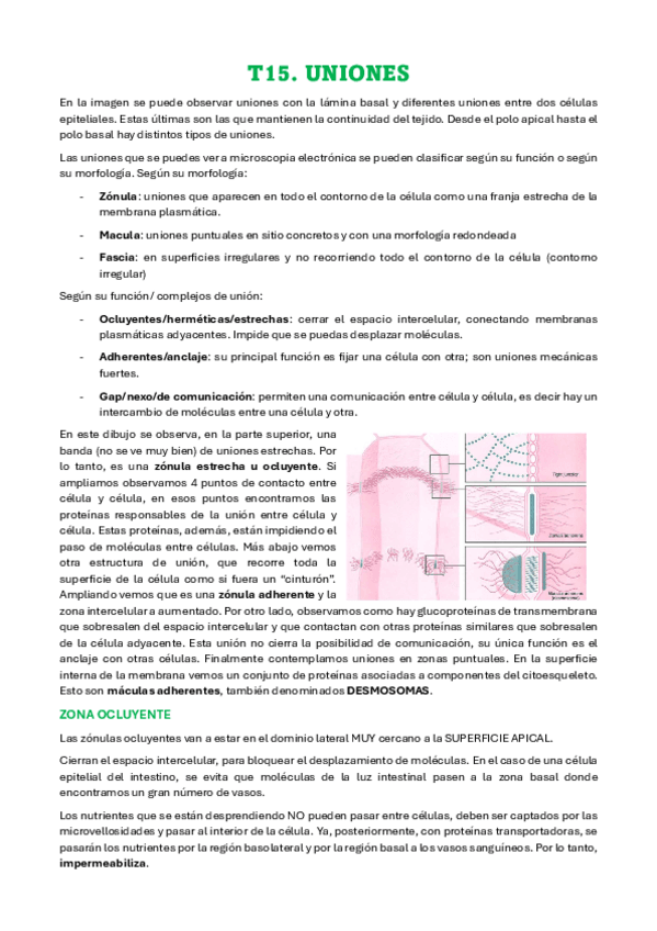 Miniatura del documento T15-UNIONES.pdf