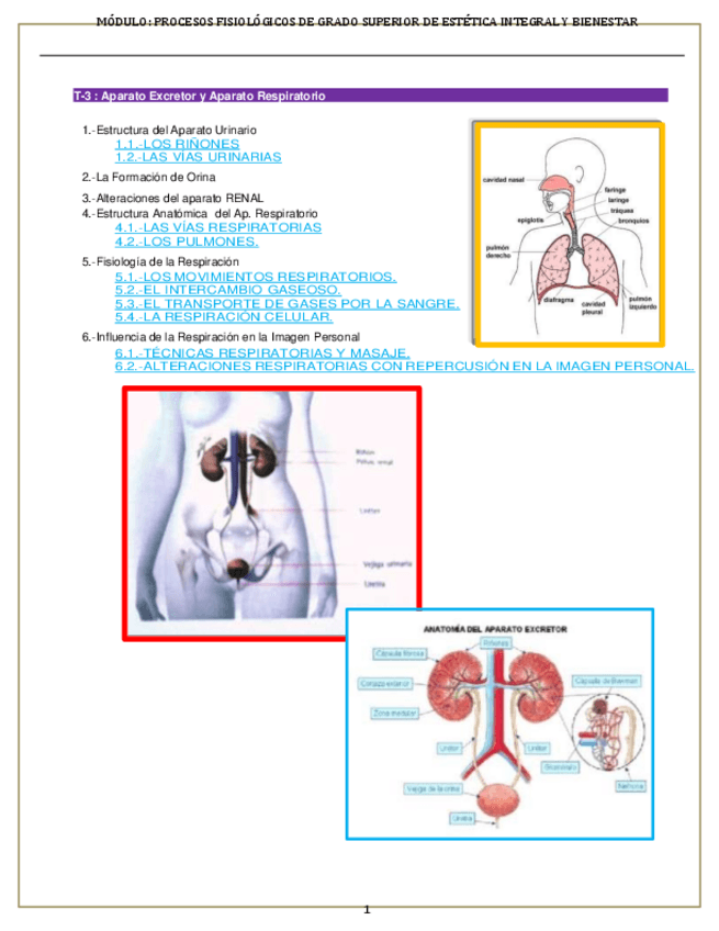 Miniatura del documento T-3-Excretor-y-Circulatorio.pdf
