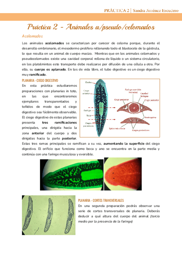 Miniatura del documento Practica-2-Animales-triblasticos-apseudocelomados.pdf