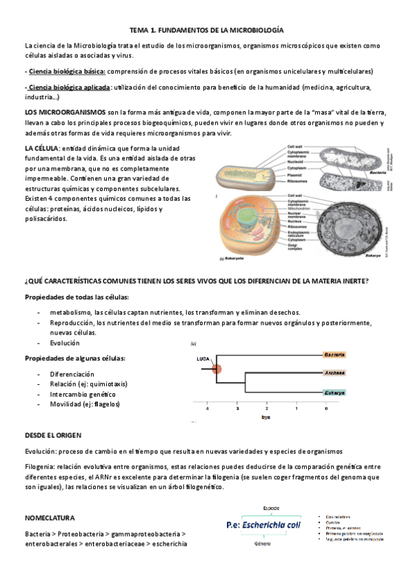 Miniatura del documento TEMA-1.-FUNDAMENTOS-DE-LA-MICROBIOLOGIA.pdf