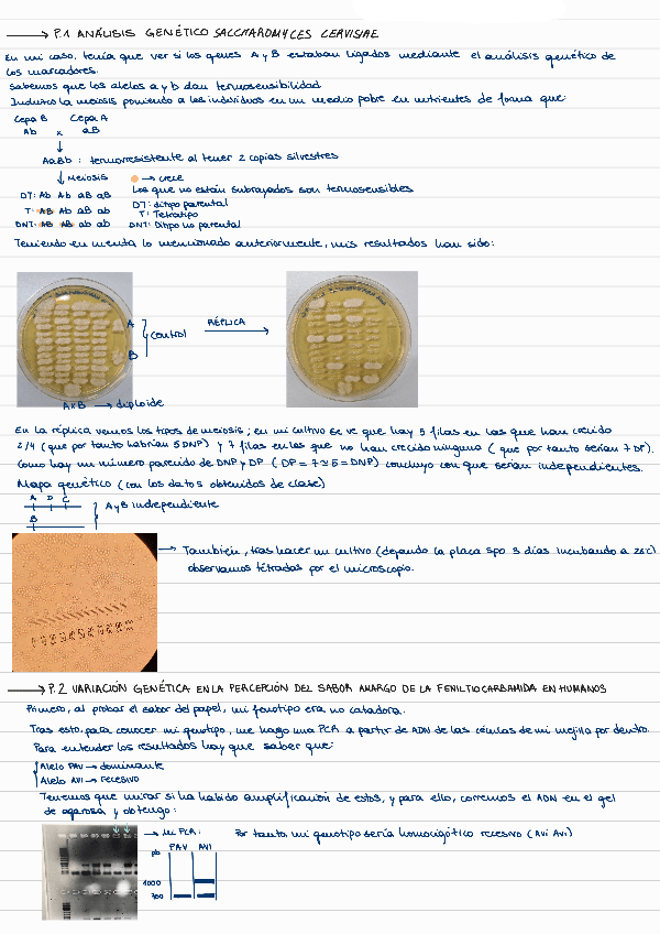 Miniatura del documento INFORME-PRACTICAS-GENETICA-I.pdf