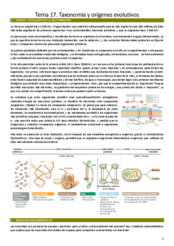 Miniatura del documento T17.-Taxonomia-y-origenes-evolutivos.pdf