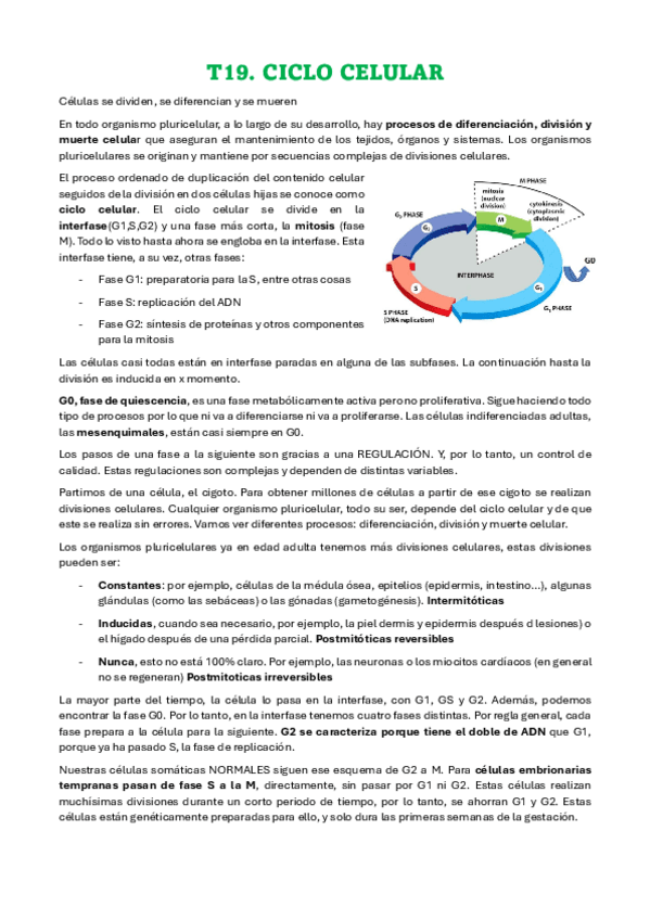 Miniatura del documento T19-CICLO-CELULAR.pdf