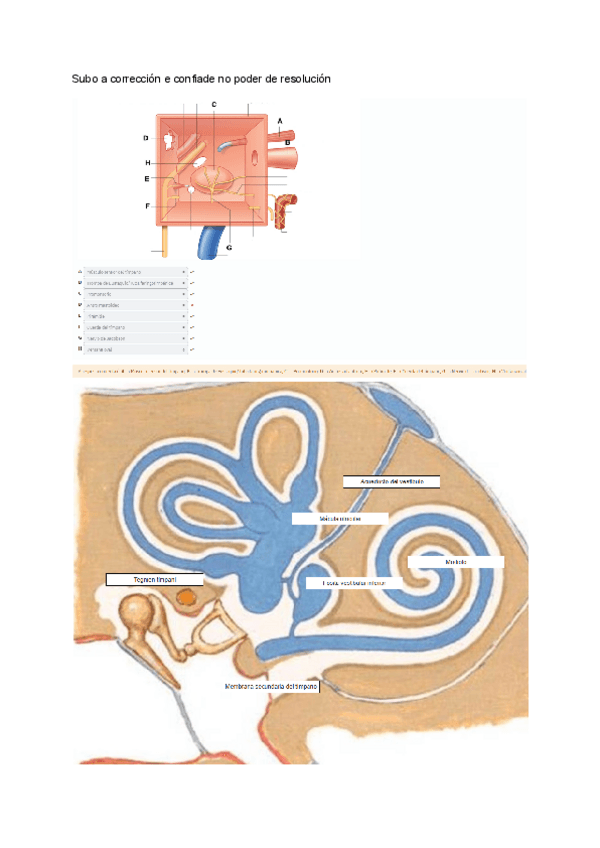Miniatura del documento CORREXIDO-Evaluacion-Continua-Neuro-Organo-dos-Sentido-412024.pdf