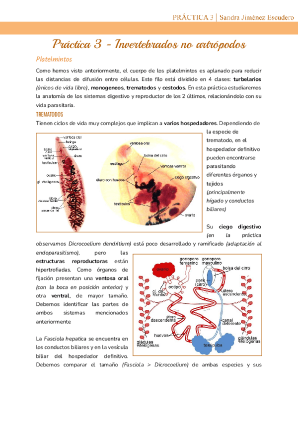 Miniatura del documento Practica-3-Invertebrados-no-artropodos.pdf