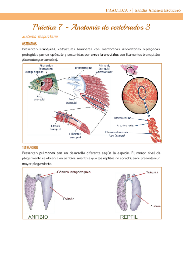 Miniatura del documento Practica-7-Anatomia-de-vertebrados-3.pdf
